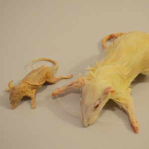 Plastinized Rat